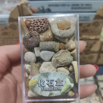 1 Cutie Amestecat Minereu De Exemplare Știință Minerale Rock Muzeul De Predare Pietriș Specimen De Materiale De Piatră Naturală