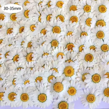 200Pcs Adevărat Naturale, Uscate, Presate Flori Albe Daisy Floare Presată de Rășină Bijuterii de Unghii Autocolante Machiaj Meșteșugurilor de Artă